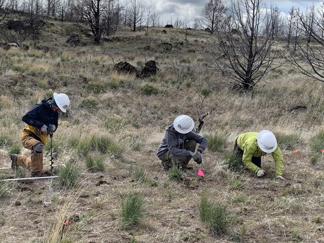 Three individuals kneel or crouch on the ground, two dig into the soil.