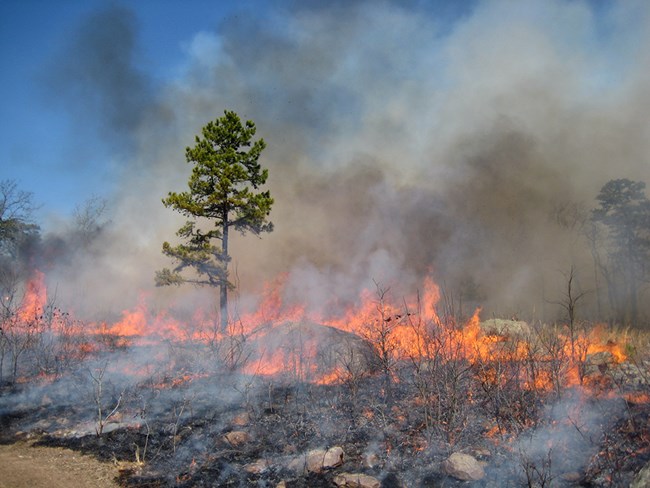 Dormant-season fire reducing woody brush in glade habitat that is rick in native wildflowers and grasses.