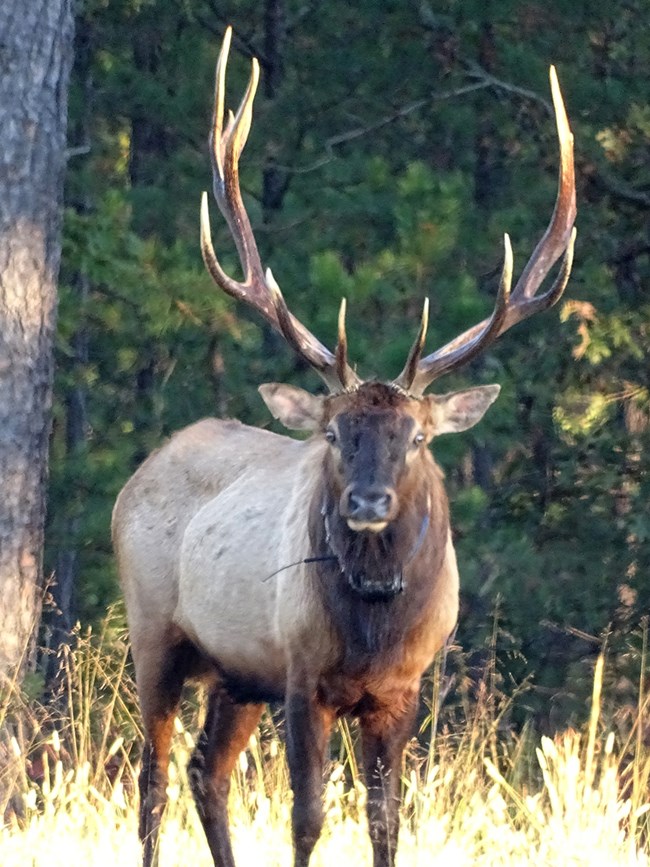 Wild elk in Missouri prefer fire-managed areas versus unmanaged areas.