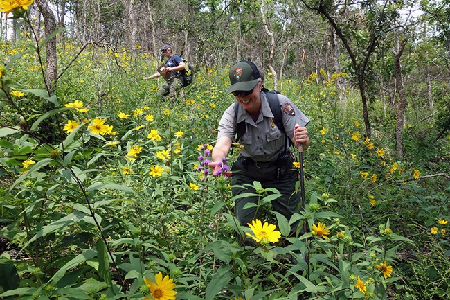 Staff at Ozark National Scenic Riverways survey Eastern blazing star in September 2021.