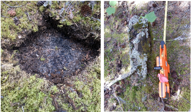 Charcoal seen under a duff layer on the left, and on the right, a charred stump covered in lichen