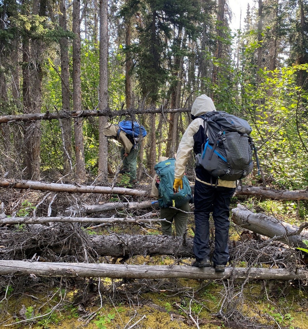 View of 3 people from behind as they walk over fallen logs in a forest