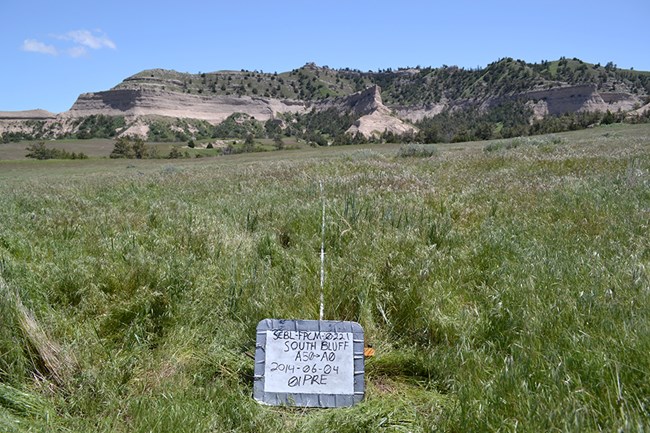 Grassy open area near a butte with a transect line and hand-written sign in the foreground noting SCBL-FPCM-0221; South Bluff A50-A0; 2014-06-04; 01PRE.