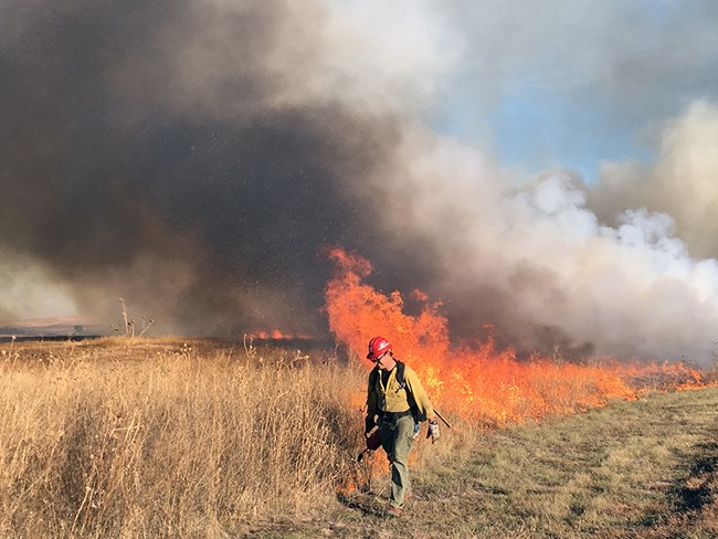 Prescribed fire at Agate Fossil Beds NM during the Carnegie prescribed fire, October 2019. A firefighter uses a drip torch to ignite dried grasses while dark smoke billows behind.