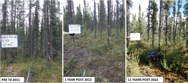 NPS_FuelsManagement_WRST_NPS_2022_Photo2 3 photos of the same plot of land shown pre-treatment in 2011, 1 year post treatment in 2012, and 11 years post treatment in 2022, with varying levels of vegetation growth