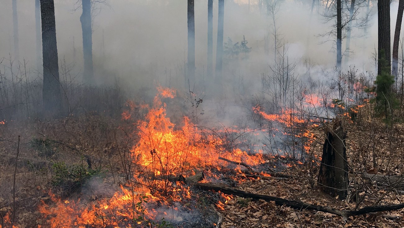 When implemented under carefully planned conditions, prescribed fire can effectively be used to reduce the buildup of hazardous wildland fuels in the wildland urban interface. Small flames in a wooded area consume dead leaves and duff on the deciduous forest floor.