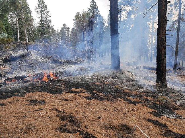 Heavy fuels burning in the North Rim of Grand Canyon National Park