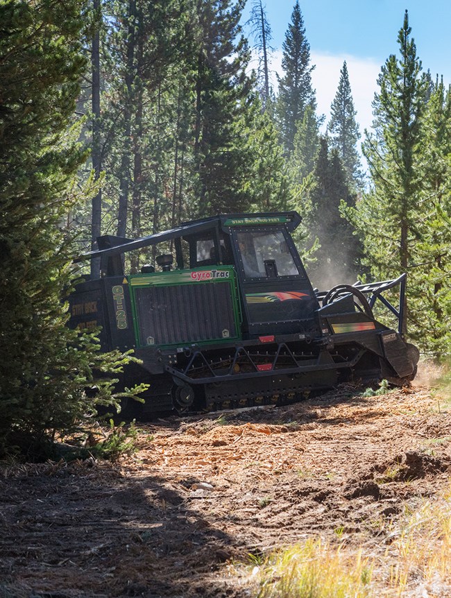 A masticator removes fuels as part of the 2021 Grant Fuels Reduction Project in Yellowstone National Park. A masticator removes fuels as part of the 2021 Grant Fuels Reduction Project in Yellowstone National Park.