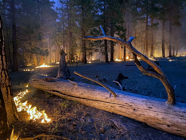 Prescribed fire in Yosemite Valley helps to restore native plants.