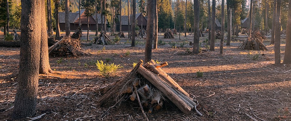Piles are stacked ready for burning in the area of the Cabins at Mazama Village. Neatly stacked piles in an open forest with cabins in the background.
