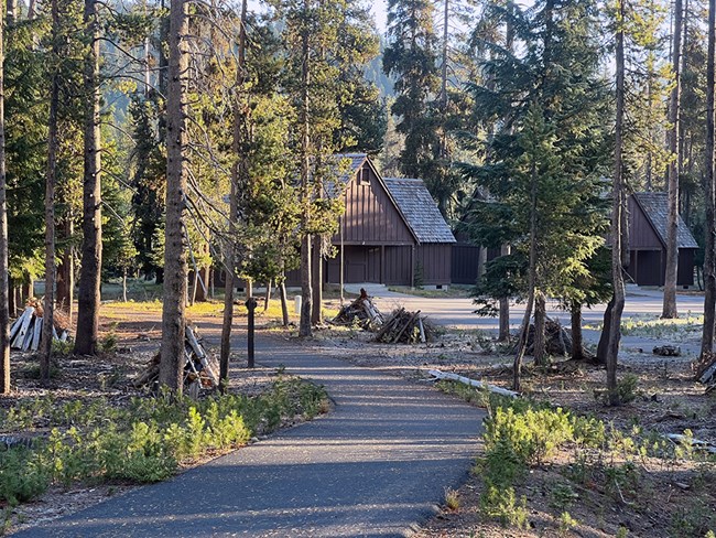 Hand piles ready to burn from thinning project. Wood and log piles in forest along walkway to cabins.