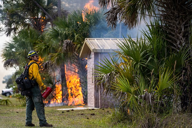 lt= A wildland firefighter holding a drip torch keeps an eye on a fire near a structure with palm trees nearby