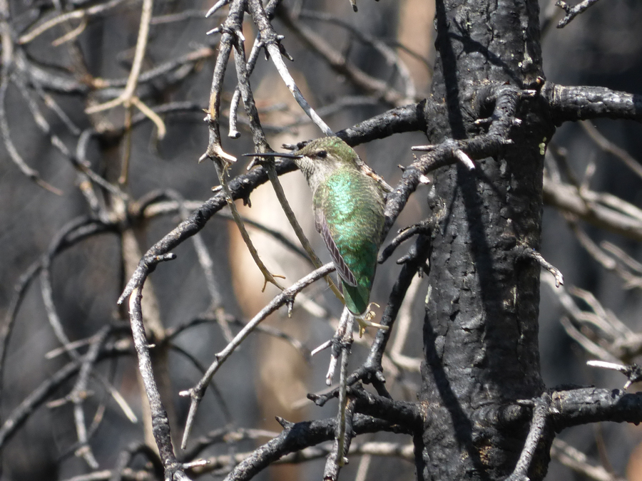 A hummingbird with shiny green plumage perches on a charred, black tree.