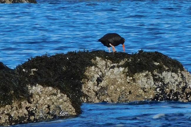 A black oystercatcher feeds on mussels on an exposed rock island.