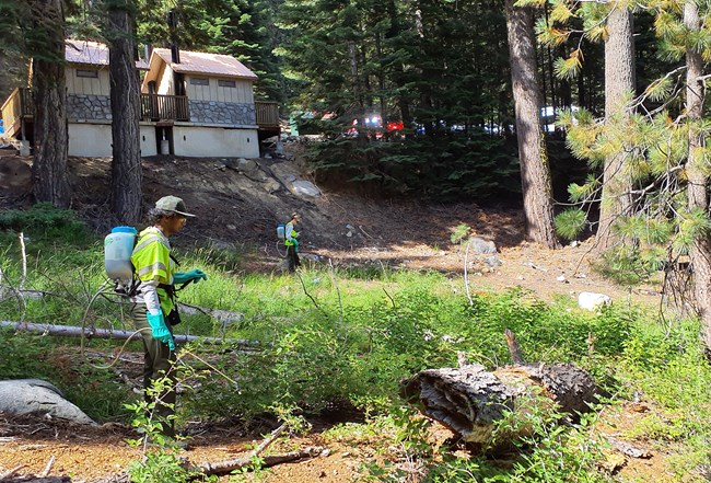 lt= Two people wearing protective gear wear herbicide packs and spray vegetation in a wooded area