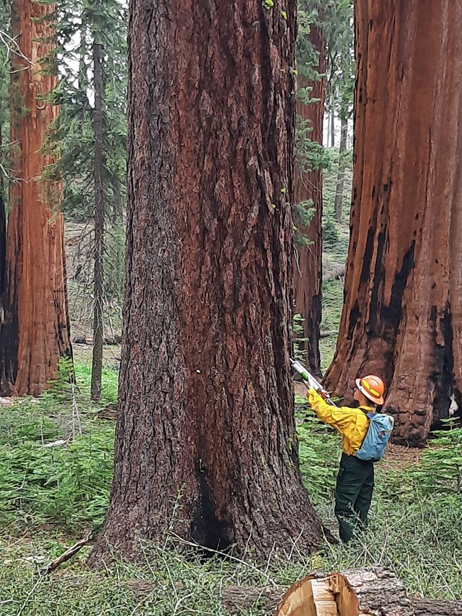 lt= A person wearing protective gear applies a spray to a large tree trunk