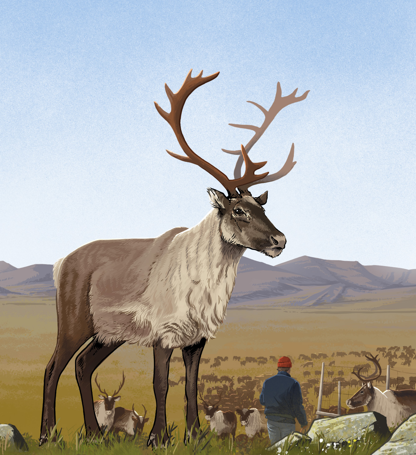 What's the Difference: Reindeer vs. Caribou (. National Park Service)