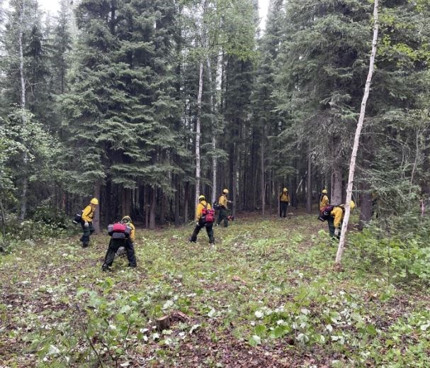 A group of 7 people in wildland firefighter gear work in a field, removing vegetation by hand