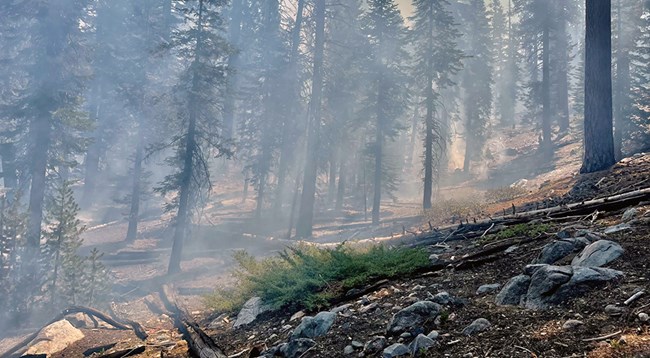 Smoke fills a forest of coniferous trees.