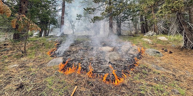 Low intensity fire in a coniferous forest.