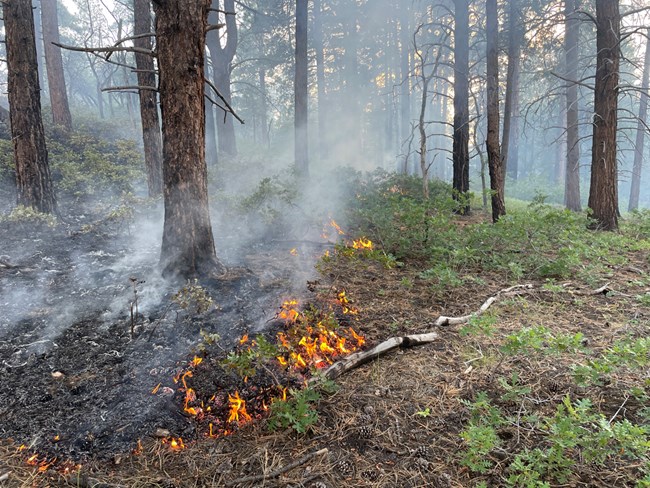 Low flames burn in a clearning in a forest, and light smoke rises from the ground