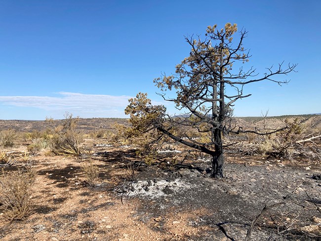 Burned desert landscape. A burned desert landscape with a partially burned pinyon pine in the foreground.