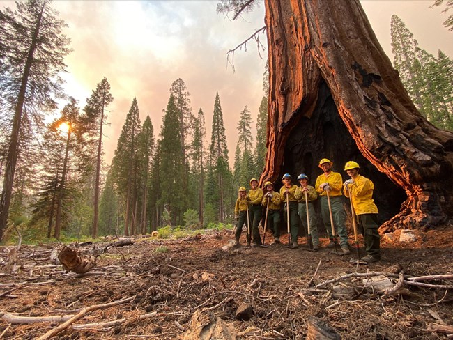 Firefighters stand in front of a giant sequoia tree with a cavity at the bottom.