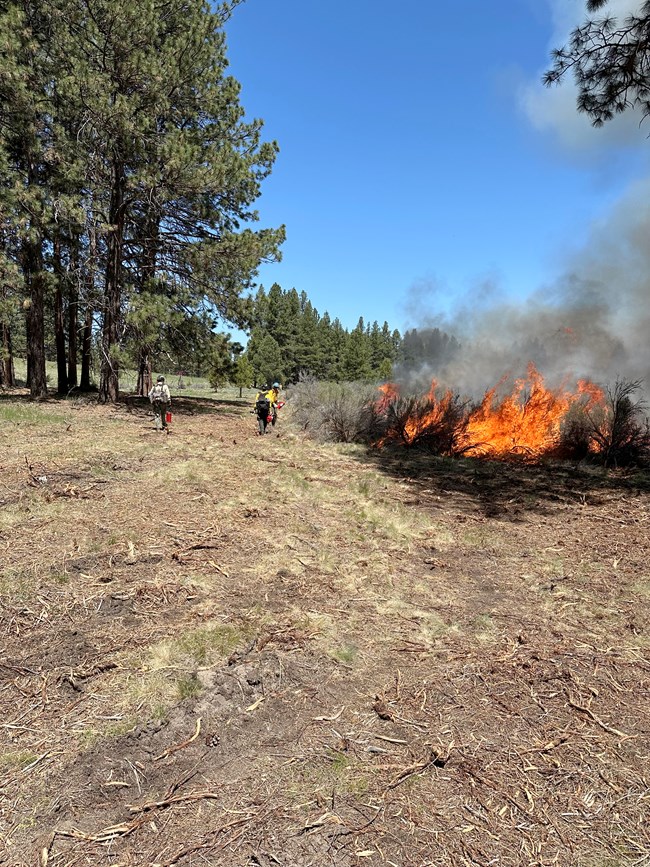 Firing group lighting last portion of North Casino prescribed fire. Firefighters along edge of fire in shrubs with driptorches and tools.