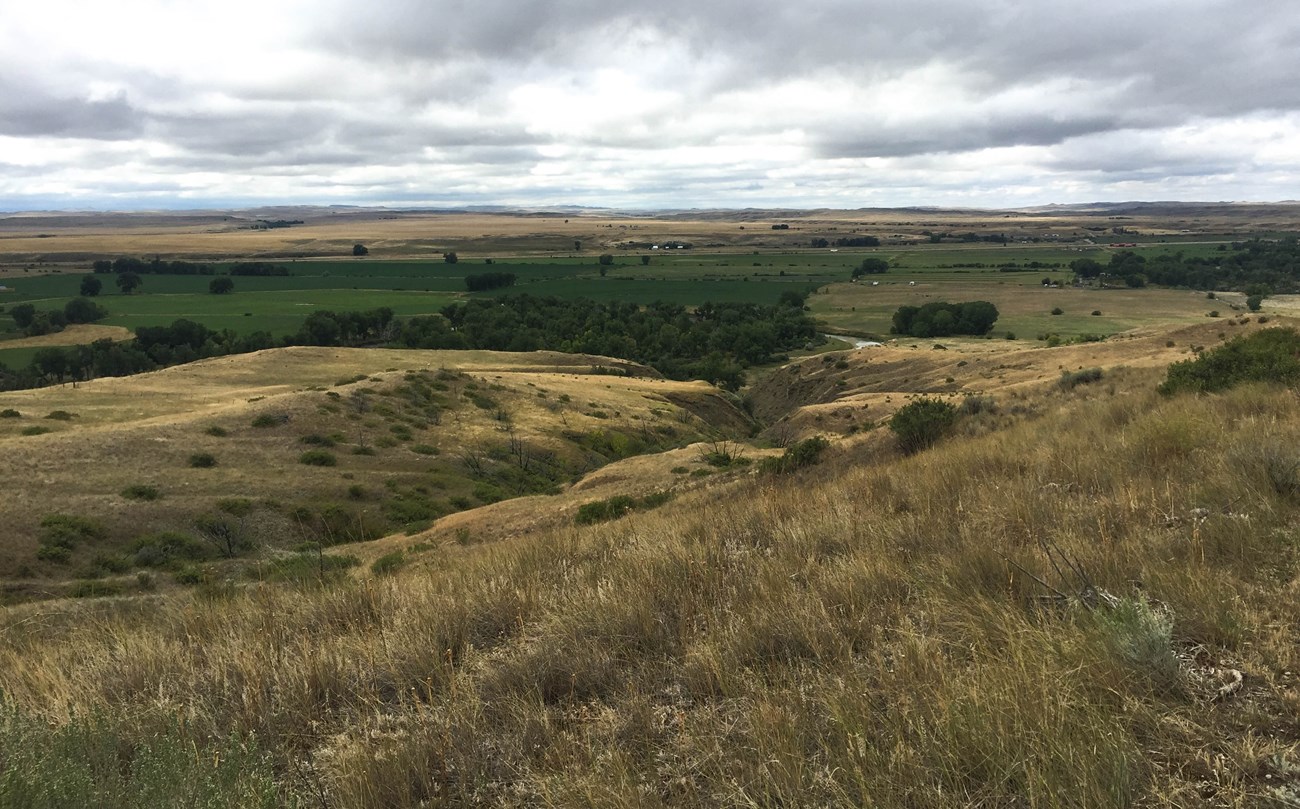 Tall, golden grasses blanket a hillside spotted with green shrubs, against a background of green fields.
