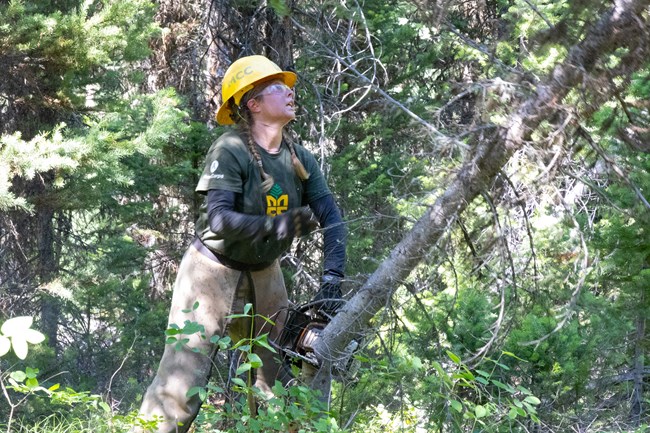 A woman wearing protective gear uses a chainsaw to fell a small tree in a thickly vegetated area