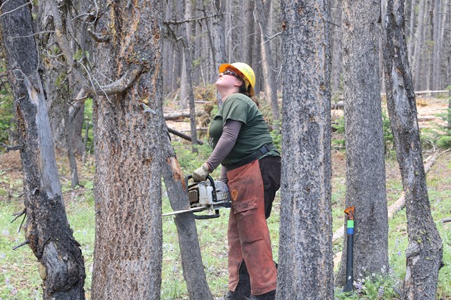 A women in protective gear holds a chainsaw to a tree in the middle of a stand of trees and looks upward