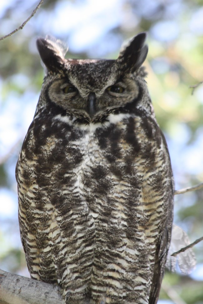 a grey and white spotted oval shaped bird with two pointy ears.