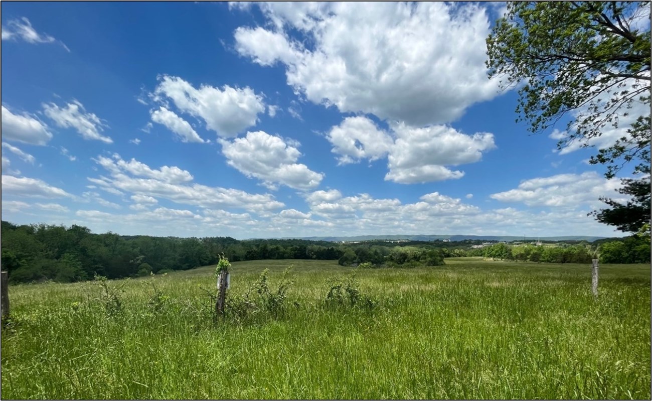 A view with mostly grasses and other herbaceous plants stretching into the distance. Trees border the view, buildings are present in the distant background, and the blue sky contains many white, puffy clouds.