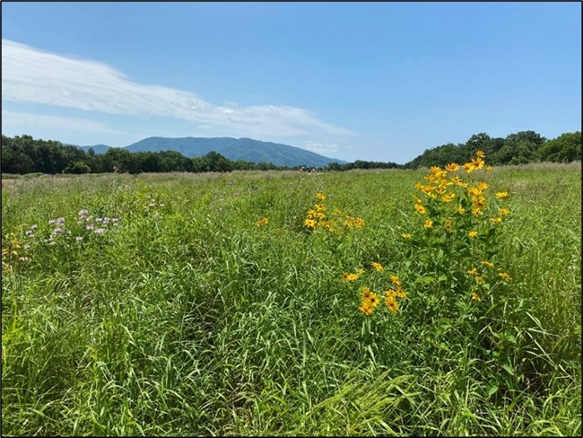 View of a meadow, with a line of green trees in the background and mountains in the distance, all under a blue sky with some thin, wispy clouds. Meadow plants include grasses and forbs, including bright yellow flowers and light purple flowers.