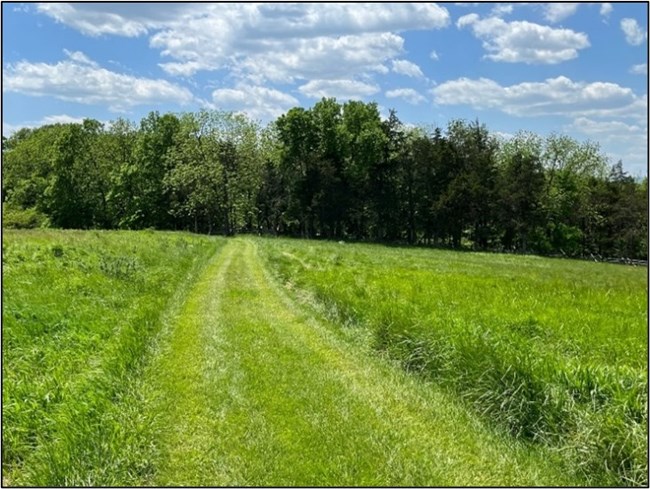 View down a grassy trail (with taller grass off the trail), looking towards a line of green-leaved trees. The blue sky has some puffy clouds.