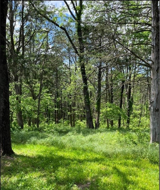 View of a somewhat open forest with green, grassy undergrowth.