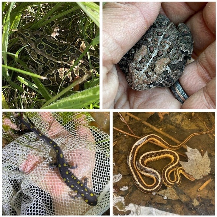 Top left—A frog (light brown with yellow brown spots) in grass.
Top right—A small brown toad with bumpy skin held in a person’s hand.
Bottom right—A brown and yellow snake partially coiled.
Bottom left—A gray salamander with yellow spots. Top left—A frog (light brown with yellow brown spots) in grass.
Top right—A small brown toad with bumpy skin held in a person’s hand.
Bottom right—A brown and yellow snake partially coiled.
Bottom left—A gray salamander with yellow spots.