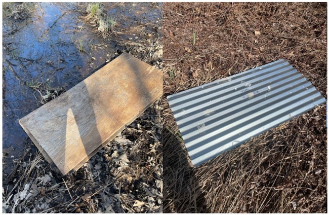 (On left) a wooden coverboard lying on the ground in a wet, mucky location. (On right) a corrugated metal coverboard lying on the ground in a location that appears dry and with dead plants. (On left) a wooden coverboard lying on the ground in a wet, mucky location. (On right) a corrugated metal coverboard lying on the ground in a location that appears dry and with dead plants.