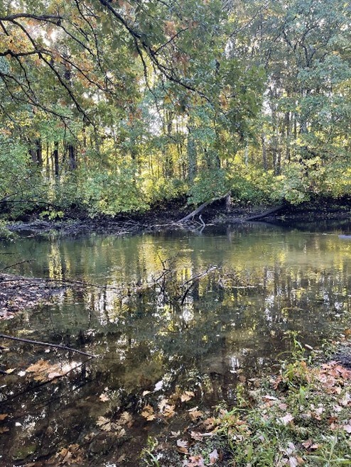 A calm, shallow-appearing river with fairly dense, mostly green trees and shrubs along the bank. A calm, shallow-appearing river with fairly dense, mostly green trees and shrubs along the bank.