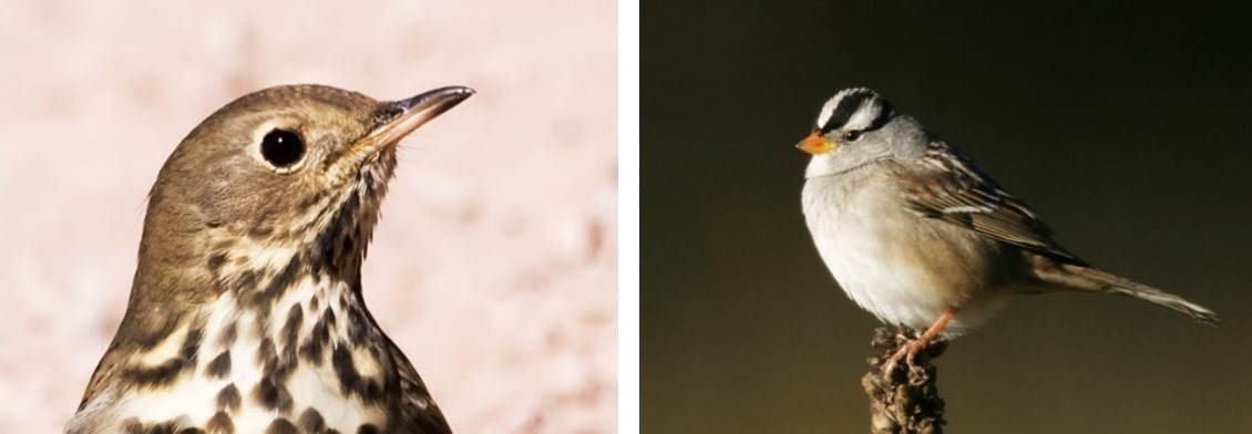 Left—Close-up photo of a bird’s head; brown head with a pale throat with brown spots. Right—A small bird, with orange beak and legs, a light throat and belly, and black and white stripes on head. Left—Close-up photo of a bird’s head; brown head with a pale throat with brown spots. Right—A small bird, with orange beak and legs, a light throat and belly, and black and white stripes on head.