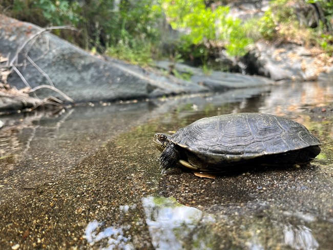 Medium-sized turtle in shallow stream, with yellowish banding on skin.