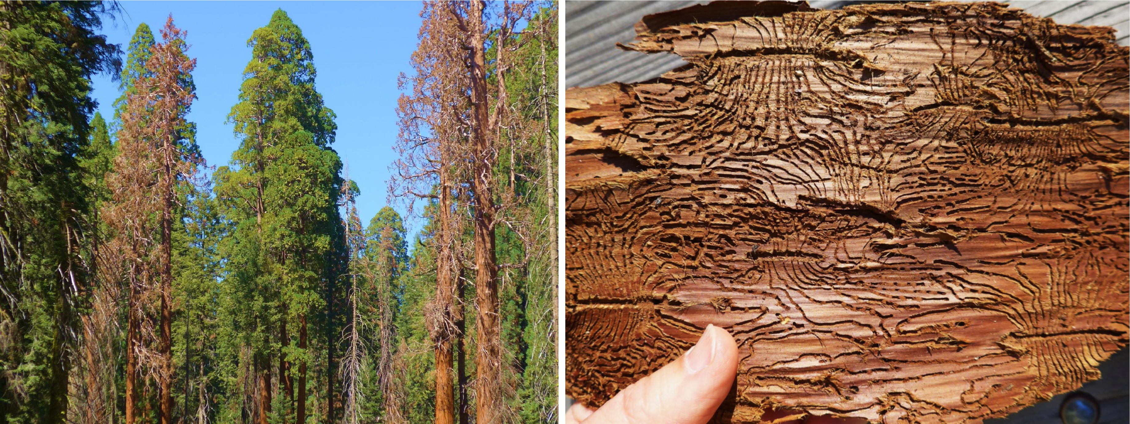 Left image: Four giant sequoias with dead, brown foliage mixed with live sequoias nearby; right image: intricate pattern of bark beetle tunnels on inner bark of giant sequoia