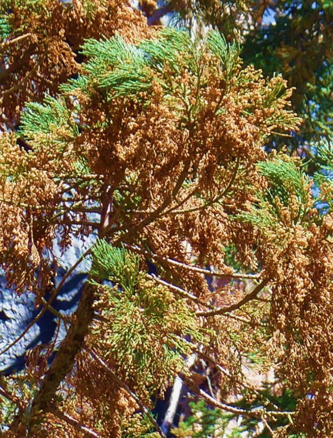 Giant sequoia branches showing a large amount of brown, dead foliage mixed in with some still-live green foliage.