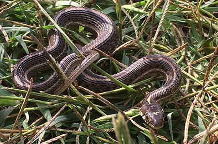 Neonate (young snake) northern Mexican gartersnake in grass.