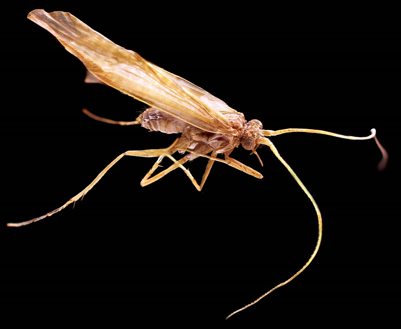 An enlarged picture of a caddisfly.