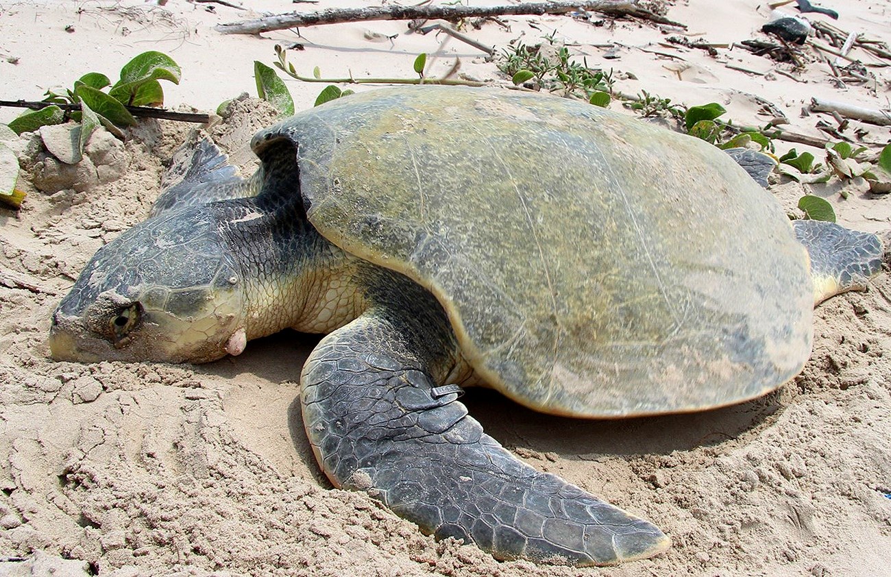 Nesting Kemp's ridley sea turtle with neck tumor Nesting Kemp's ridley sea turtle with neck tumor