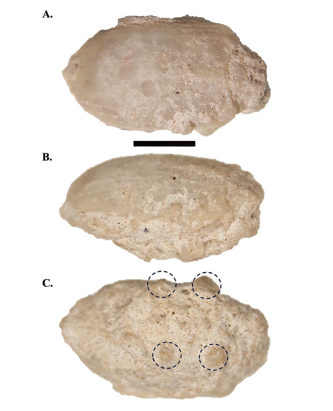 A series of three images arranged vertically, showing the top, side, and underside of a flattened ovoid fossils. It has faint lengthwise striations on top and four bumps on the underside, with circles added to highlight them.