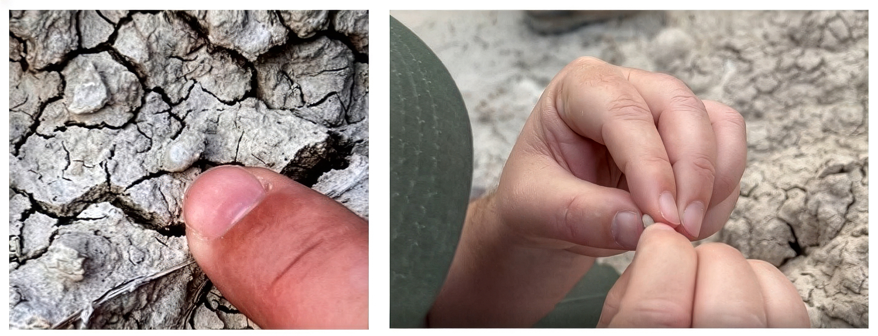 Two photos arranged left and right. The left photo shows a finger pointing to an ovoid fossil on the ground. The fossil would fit on the fingernail. The right photo shows the small fossil being held by the fingers of two hands.