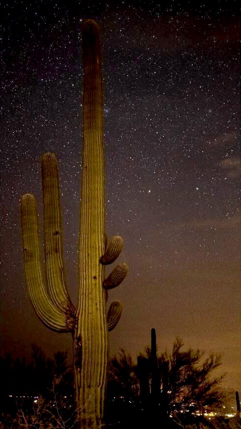 A nighttime photo of a tall cactus plant against a backdrop of stars with city lights in the background.