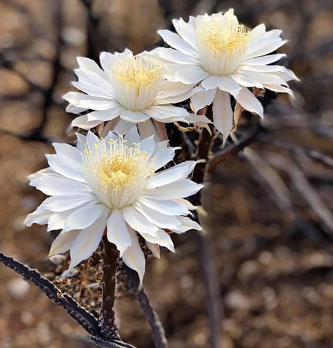 Three white flowers with many petals and yellow stamens grow against a backdrop of brown vegetation